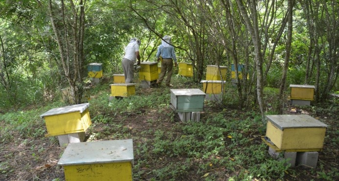 Gobierno inicia proyecto apícola y agroforestal en Azua
