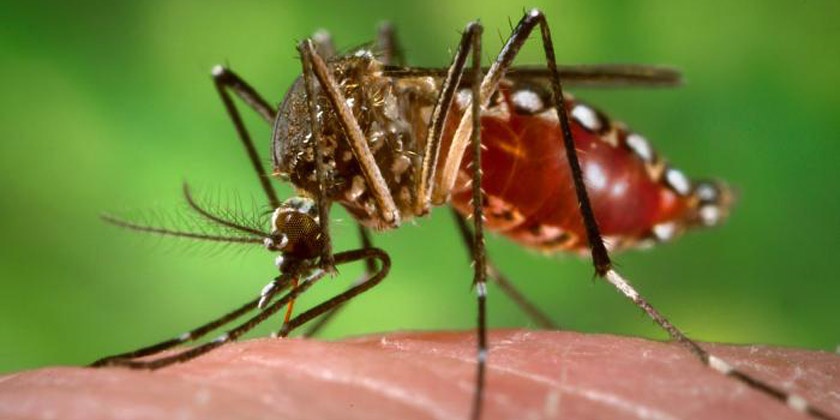  El zika aprovecha que embarazadas están bajas de defensas para atacar el feto