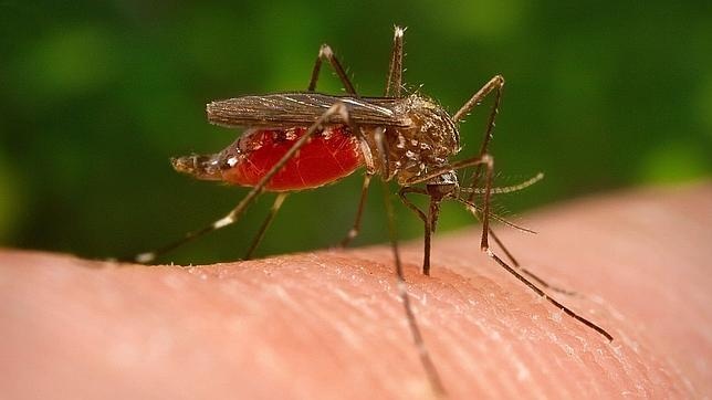 Invasión de mosquitos afecta numerosos sectores de Barahona