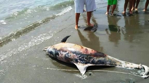 Hallan delfín muerto en la playa de Cabarete