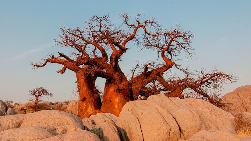 El árbol más longevo y grande del continente africano está desapareciendo sin aparente razón.