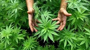 Dominicanos NY opuestos regularicen uso marihuana para adultos