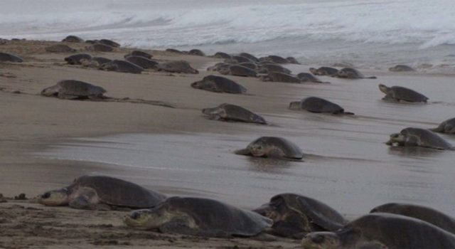 Aparecen 113 tortugas muertas en costa del Pacífico