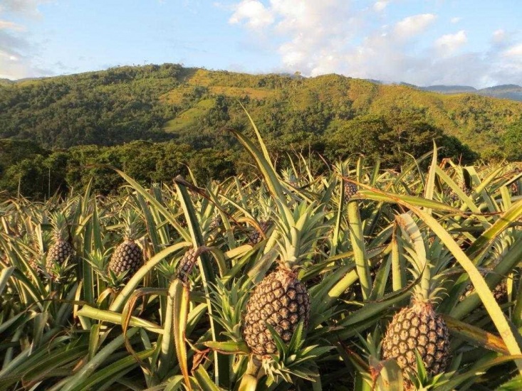 República Popular de China interesada en productos criollo, como el ...