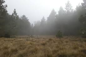 El Ministerio de Medio Ambiente inició un programa de reforestación en la zona del parque de Valle Nuevo, en La Vega.