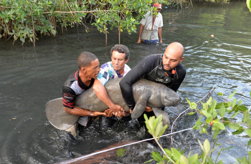 Manatí rescatado tras quedar atrapado en una cañada próximo a la bahía de Luperón ha aumentado 48 libras