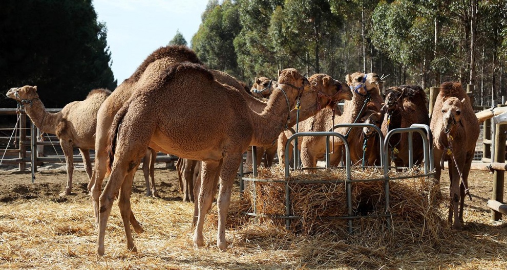 Australia sacrifica a más de 5.000 camellos para proteger zonas aborígenes
