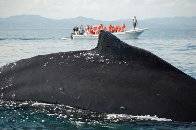 A partir de hoy inicia  espectáculo de visitas de ballenas en las costas dominicanas