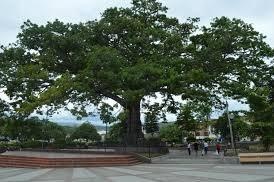 Santiago se une a la celebración del Día del Árbol con el arbusto más viejo del país