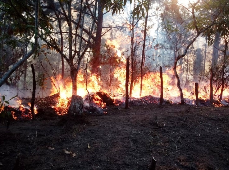 MPD denuncia incendian bosques en cuarentena para extender agricultura