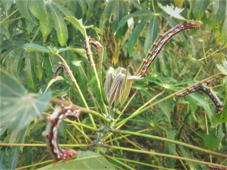 Agricultura ofrece asesoramiento técnico a productores de yuca