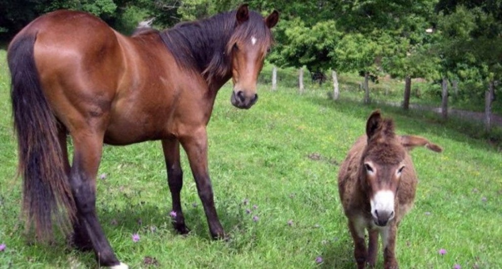 Hacendados en SPM denuncian roban caballos y burros para venderlos por carne de res
