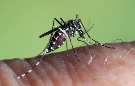 Especialista afirma mosquito registrado en Jarabacoa no representa una amenaza de salud pública