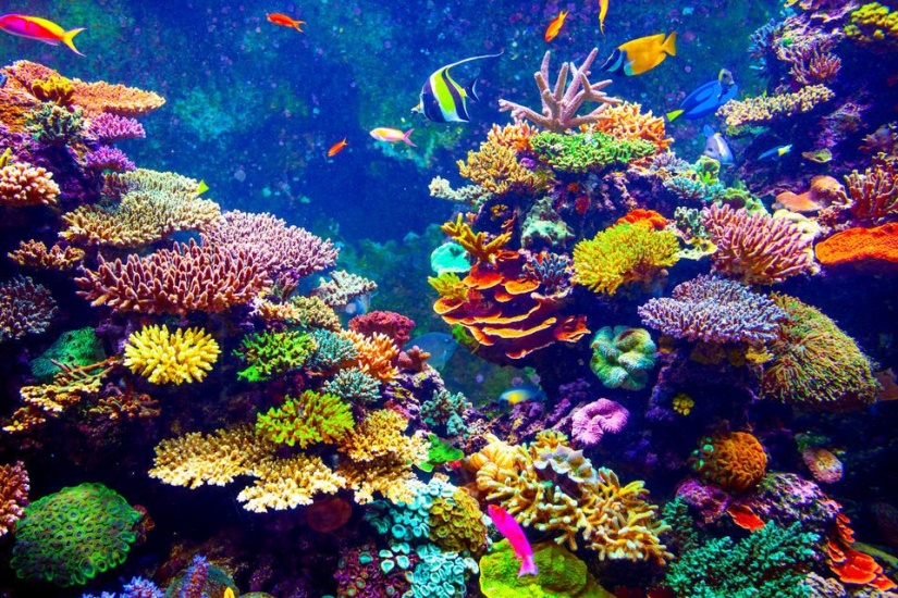 El mundo perdió 14% de sus corales desde 2009 por aumento de temperatura de la superficie del mar