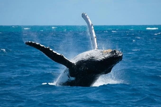 La Asociación de Dueños de Barcos Bahía de Samaná inicia oficialmente temporada observacion de ballenas 