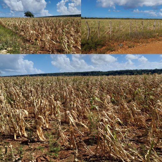 Prolongada sequía causa daños millonarios a cultivo de maíz y otros sembradíos agrícolas de en el municipio de Luperón, Puerto Plata