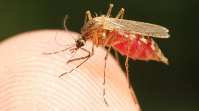 Salud Pública dice se encuentran establesi las dos personas ingresadas detectadas con malaria  