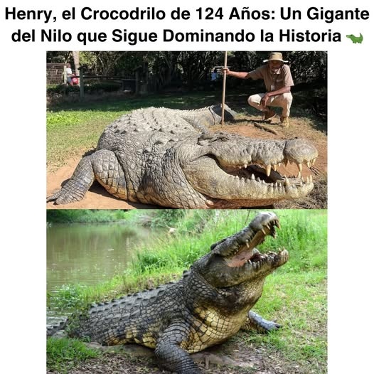  Henry, un cocodrílo de 124 años, una verdadera maravilla de la naturaleza