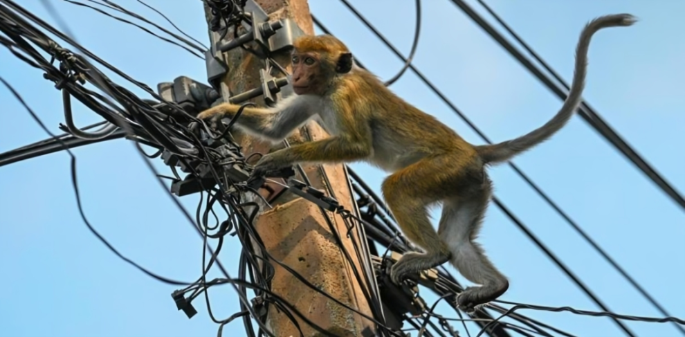 Mono travieso sabotea central eléctrica y deja sin luz a 32 millones de habitantes en Sri Lanka, 