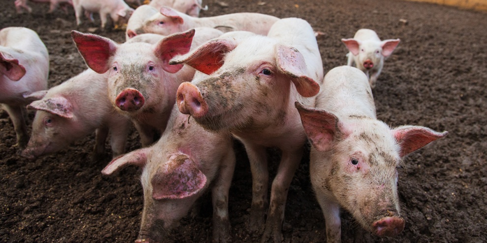 Porcicultores califican de critica el avance de la peste porcina que ya se encuentra en grandes granjas de la zona