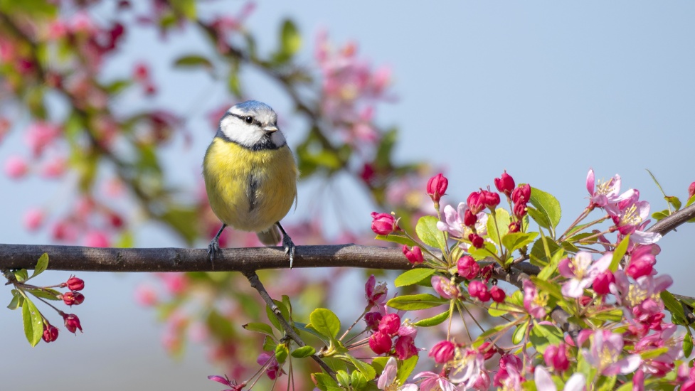 Hoy inicia la Primavera con buen tiempo,  las temperaturas aumentan progresivamente, la vegetación florece y aparecen nuevas flores