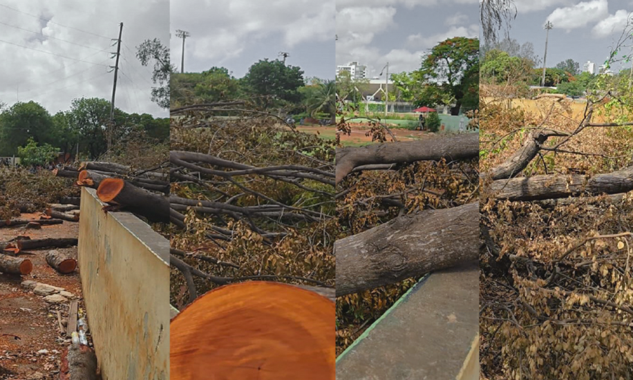 Un permiso del Ministerio de Medio Ambiente revela que la tala de árboles en el Centro Olímpico fue autorizada desde el pasado 13 de mayo, 