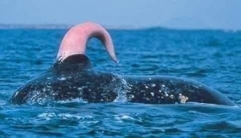 El pene de la ballena azul mide aproximadamente 2,8 metros de largo