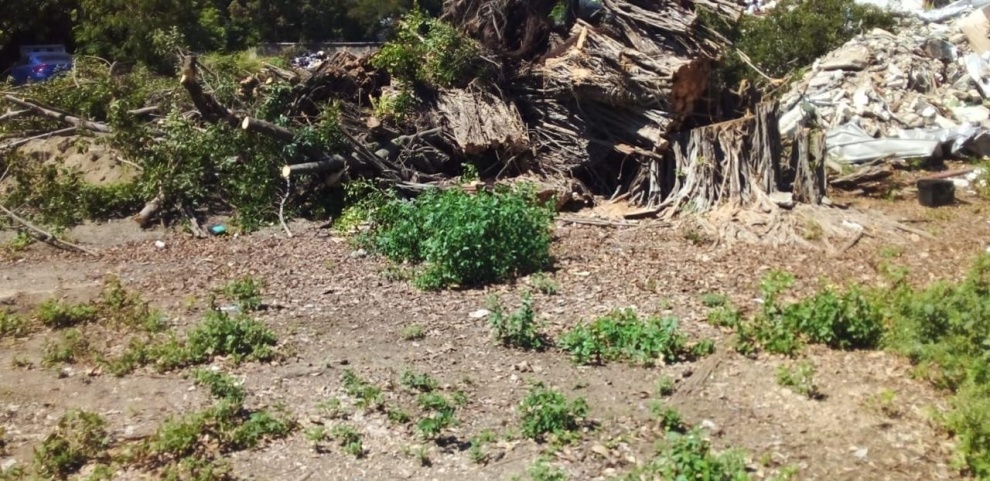 Denuncian destrucción de la zona boscosa de la Feria Ganadera