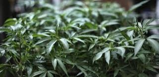 Días después de cerrarse oficina de la DEA, República Dominicana da duro golpe al narcotráfico