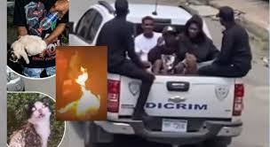  Policía apresa a cinco jóvenes de los mata gatos de Sabana Perdida