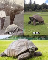 La tortuga Jonathan alcanza los 194 años y es el animal terreste vivo más longevo conocido