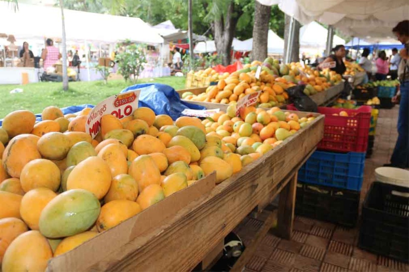 Ministro de Agricultura encabeza inauguración Expo Mango 2026, en Baní, donde resaltó el impacto de la fruta en las exportaciones, el empleo y el desarrollo rural