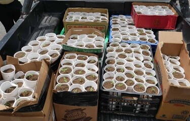 DNCD incauta 421 plantas de de marihuana, en un operativo operativo en La Cuaba, del municipio Santo Domingo Oeste