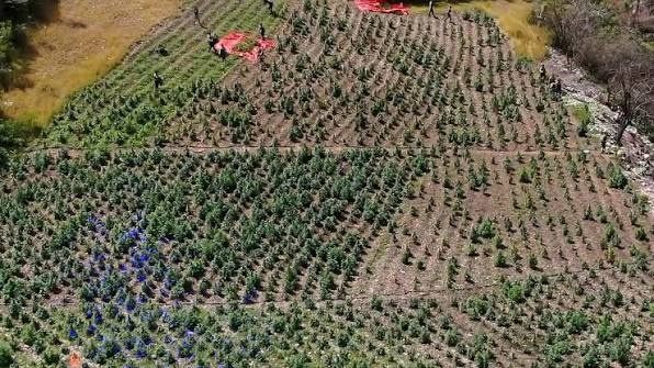 Plantación de marihuana desmantelada en San José de las Matas supera las de plátanos; estaba en las lomas del distrito municipal El Pinar,