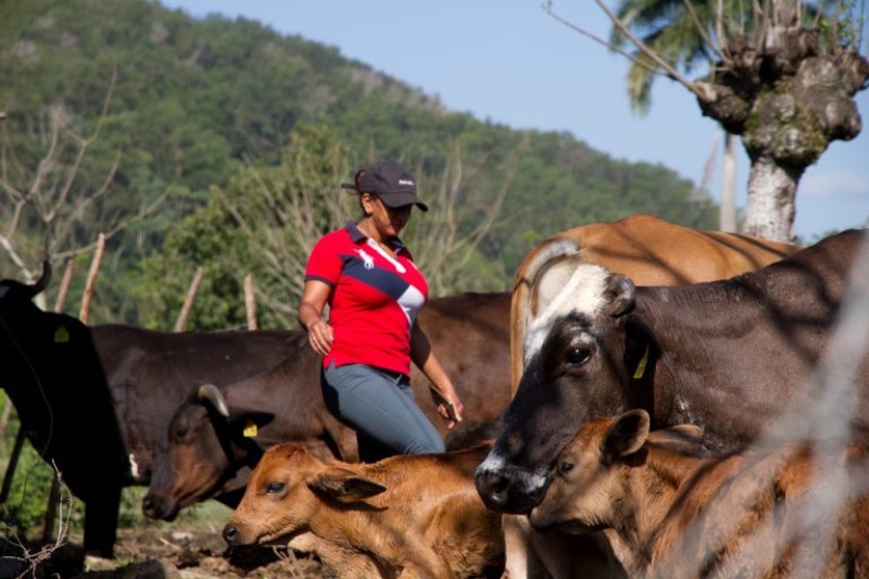 La ganadería dominicana avanza hacia la sostenibilidad ambiental con la implementación de sistemas silvopastoriles