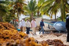 Despliegan operativo de limpieza en Playa Rincón por llegada masiva de sargazo