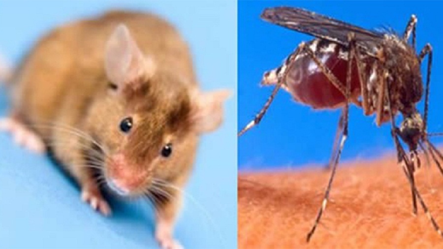 SNS activa alerta en hospitales de la Red Pública y refuerza protocolos y guías de manejo de pacientes con leptospirosis, dengue, malaria y rabia,