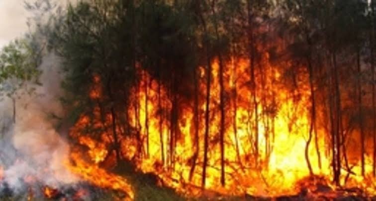 Cientos de tareas de bosque siguen siendo devoradas por un fuego intenso en la sierra de Bahoruco, Pedernales