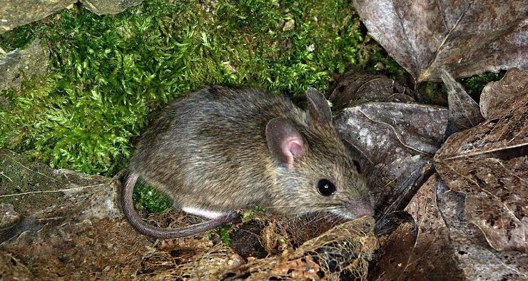República Dominicana suma 19 muertes por leptospirosis en lo que va del año