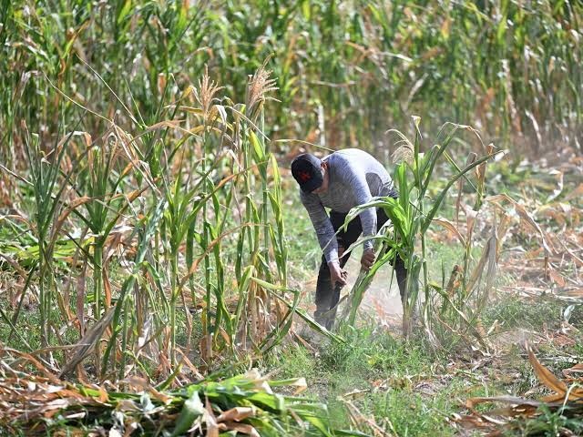 El Niño amenaza con encarecer alimentos, energía y logística en Centroamérica y República Dominicana durante 2027